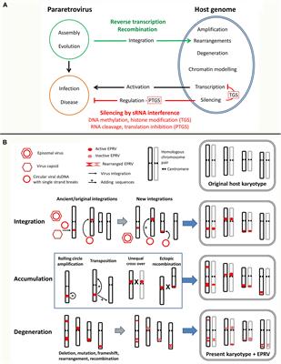 Participation of Multifunctional RNA in Replication, Recombination and Regulation of Endogenous Plant Pararetroviruses (EPRVs)